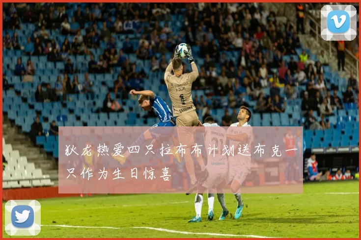 狄龙热爱四只拉布布计划送布克一只作为生日惊喜